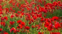 POPPY DRIVE – The annual Poppy Drive begins on November 3rd and ends on November 10th. Families can make a donation to the Royal Canadian Legion, by using School Cash: https://burnaby.schoolcashonline.com/. We will also […]